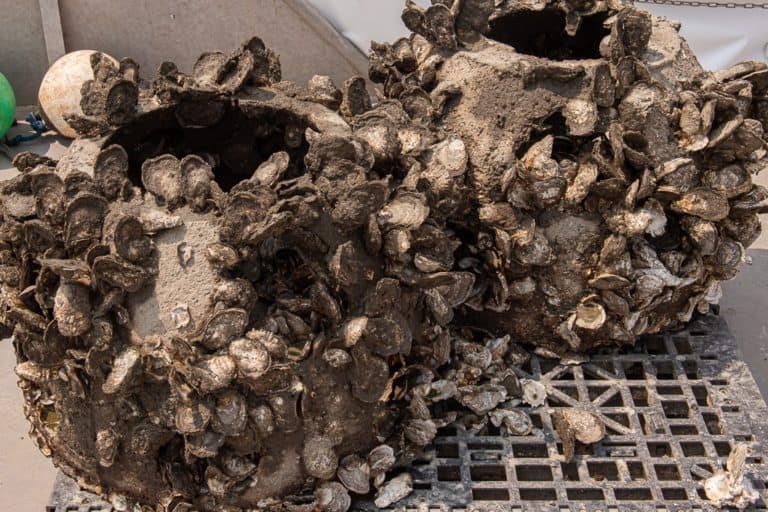 SLIDESHOW Oyster Reef Balls Sunk Off Chesapeake Beach Chesapeake Bay