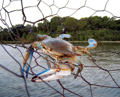 Crabbing on the Creek: A Favorite Local Summer Pastime