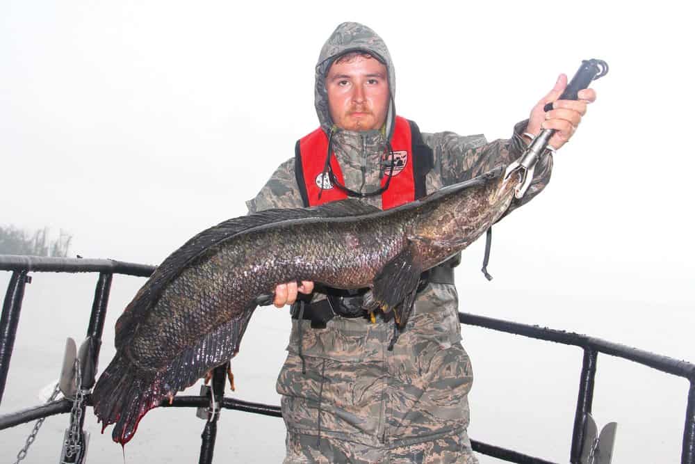   Virginia Department of Game and Inland Fisheries fisheries technician Jarrett Talley lifts a hefty snakehead.  Biologists electroshock the fish and measure them to gauge population trends. The fish are released unharmed.  photos by David Hart 