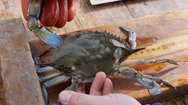  One sample from the 2017 Winter Dredge Survey. Photo: Maryland DNR 