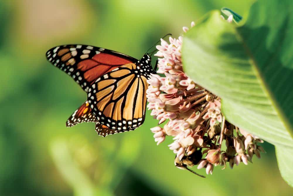   A monarch butterfly feeds on the nectar of a common milkweed plant at the Washington College River and Field Campus.  