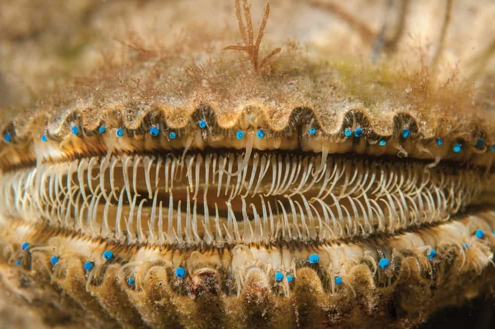 live scallop eyes