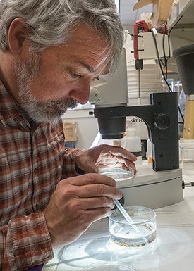  Jamie Pierson, an assistant professor at the Horn Point Laboratory, wields a pipette to capture a single copepod for examination under a microscope. “They’re probably the most numerous animal on earth,” he said. “Anywhere you’ve got water, you have copepods.” (Photo: Dave Harp) 