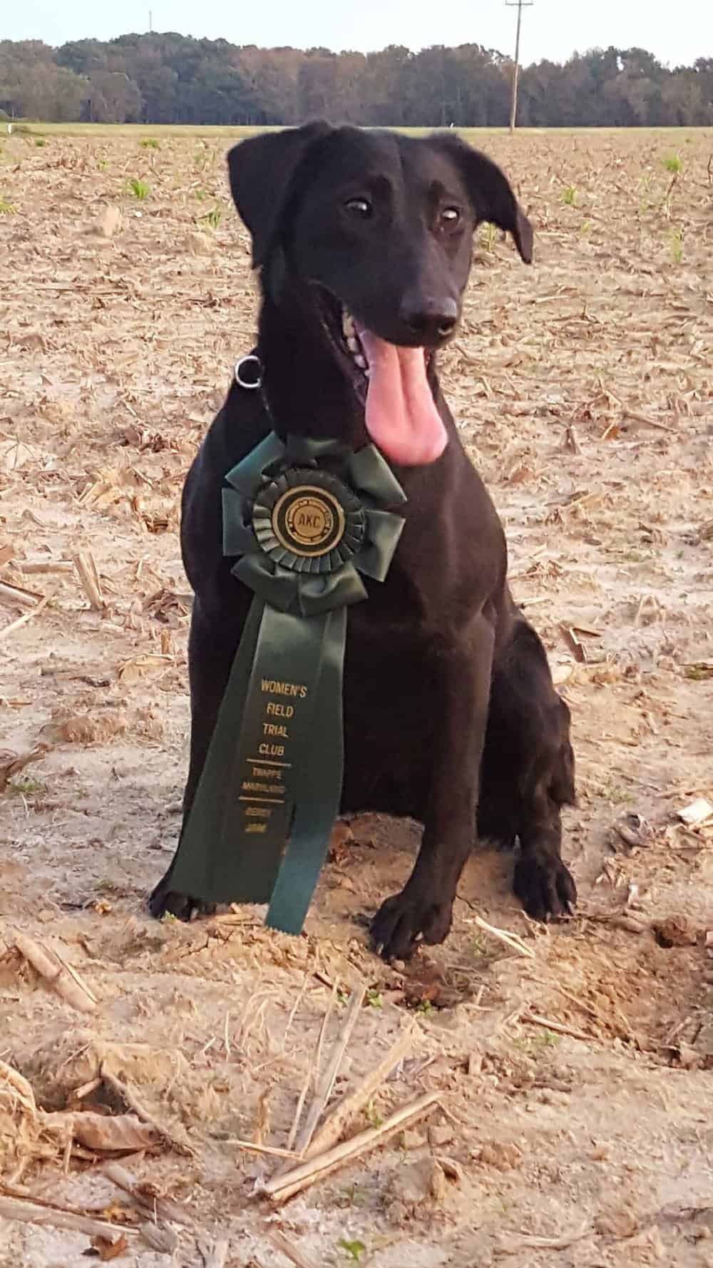  Another happy Old Town Retrievers field trial winner sports her ribbon. Photo by Old Town Retriever Photos 