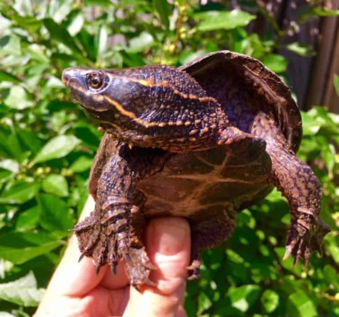 Update: 6 Dozen Turtles Saved From Construction Project 