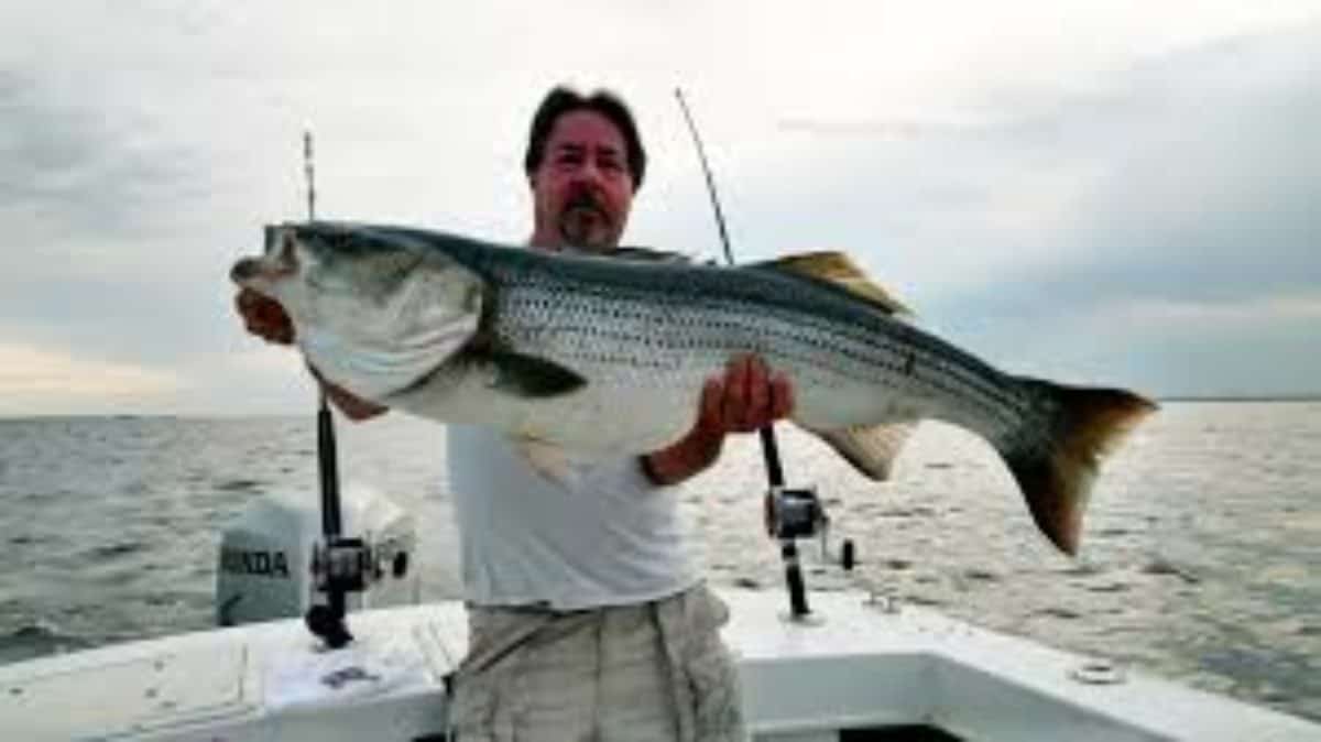 Va. Cancels Trophy Rockfish Season, Urges Other States to Follow