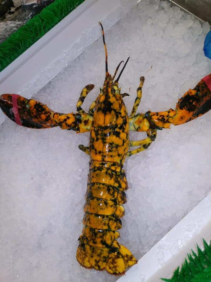 Rare Calico Lobster Spared by Md. Seafood Seller