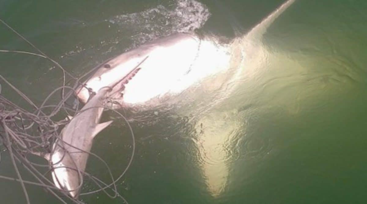 BacktoBack Great White Shark Encounters Off Virginia Beach