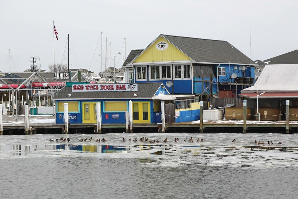  Ducks chill out on the ice in front of Red Eye's Dock Bar in Kent Narrows.  Photo by Wendy Mitman Clarke  