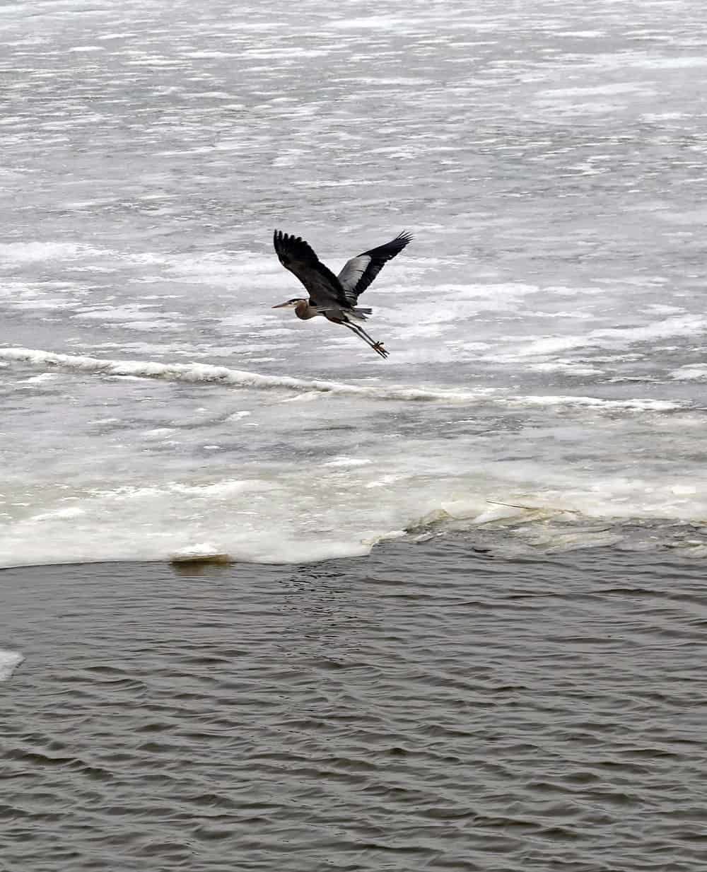  A blue Heron rises from an ice floe at the  Sandusky's  approach.  Photo by Wendy Mitman Clarke  