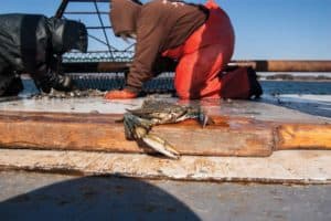 maryland crab dredge report