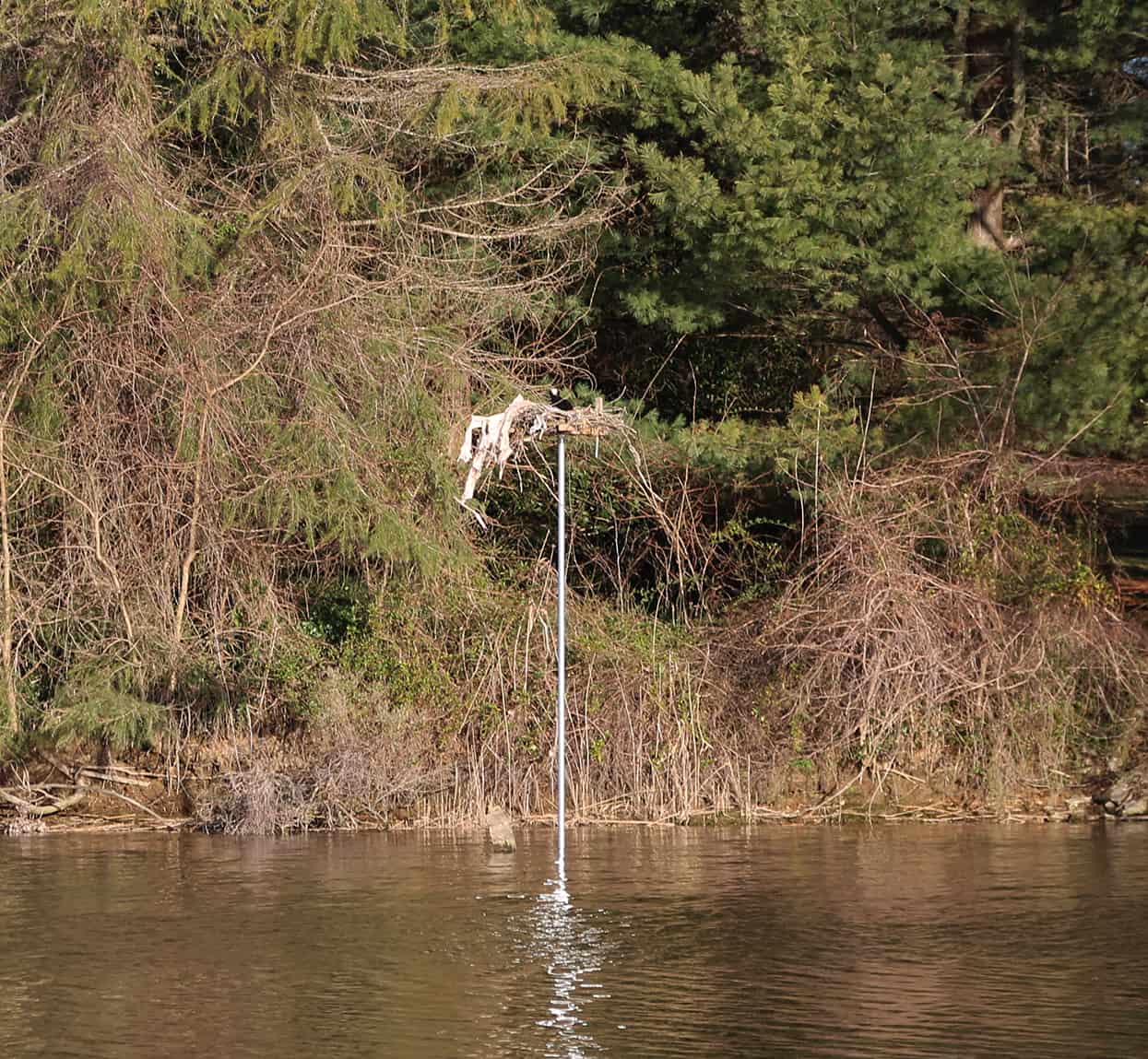  Thanks to concerned neighbors and Chesapeake Wildlife Heritage, the osprey couple has a nice, level platform. Photo: Wendy Mitman Clarke 