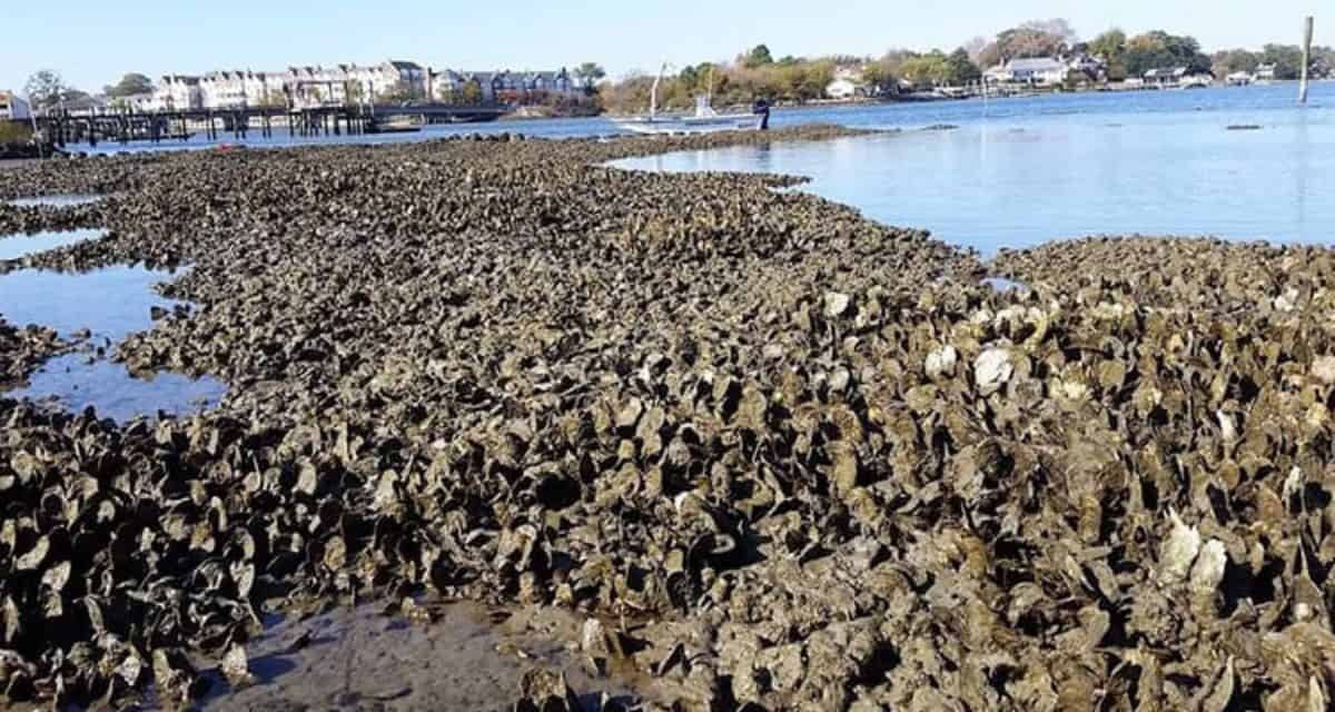 New Bay Goal to Add 10 Billion Oysters by 2025 Chesapeake Bay Magazine