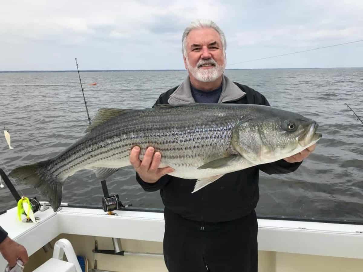 Wild Chesapeake: Weather Hampers Scouting for Trophy Rockfish ...