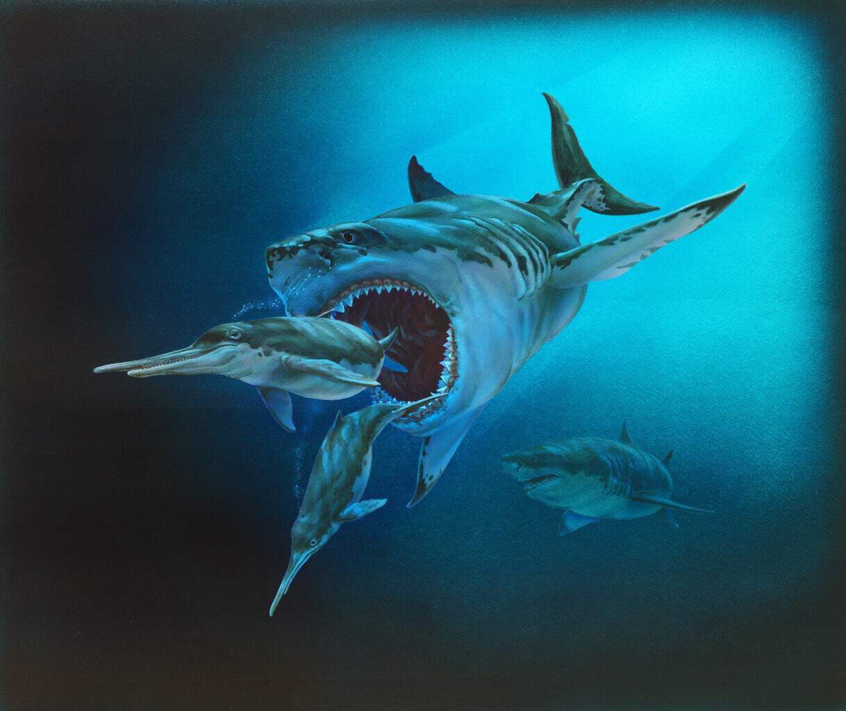 Prehistoric Shark Megalodon Skeleton
