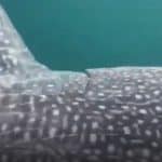 VIDEO: Whale Shark Visits Charter Boat Off Va. VIDEO: Whale Shark Visits Charter Boat Off Va.