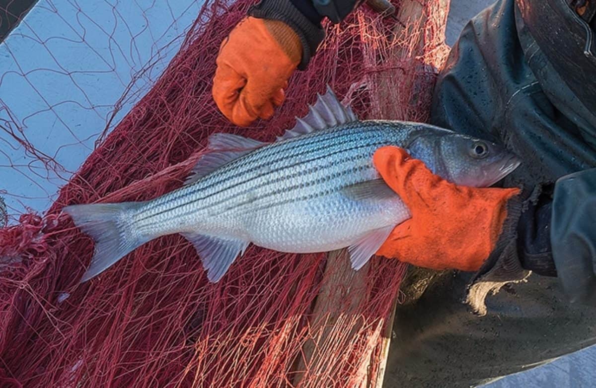 One Rockfish per Day Va. Lowers Striped Bass Limits Chesapeake Bay