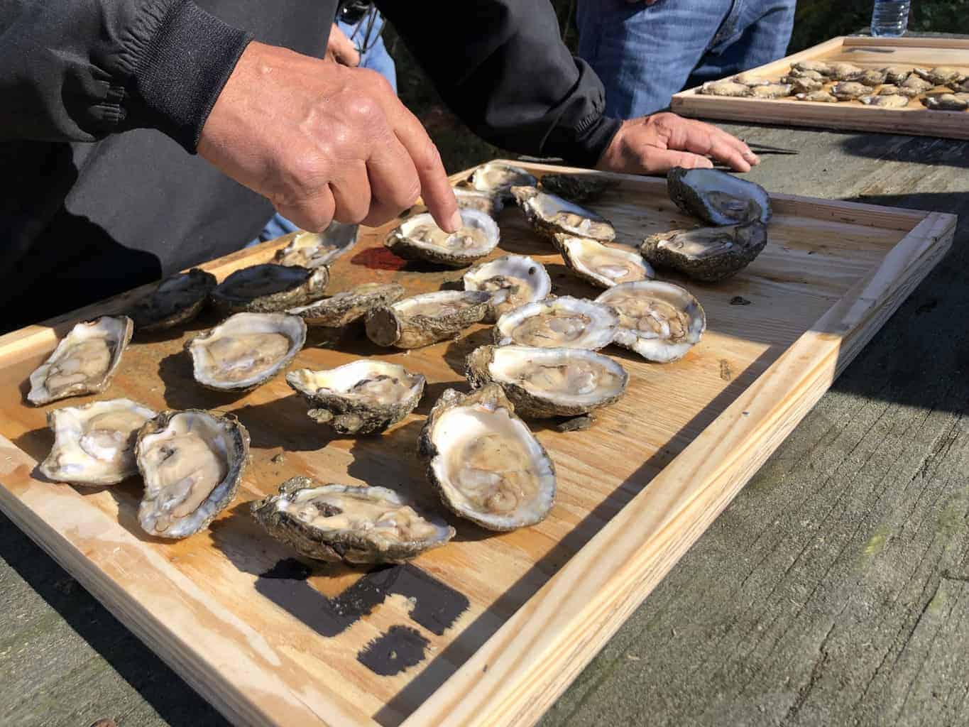oyster spat festival