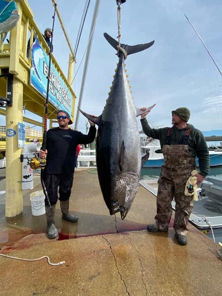 giant tuna fish