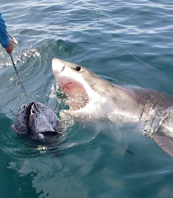VIDEO Close Encounter with Great White Shark off Ocean City
