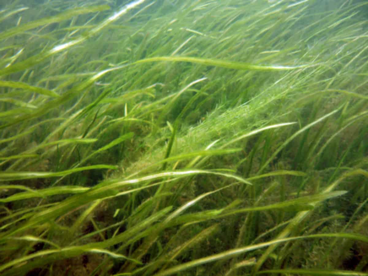 Underwater Grasses May Fight Acid In Bay 