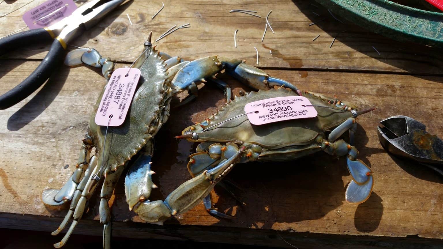 Study: Md. Recreational Crab Harvest Underestimated | Chesapeake Bay