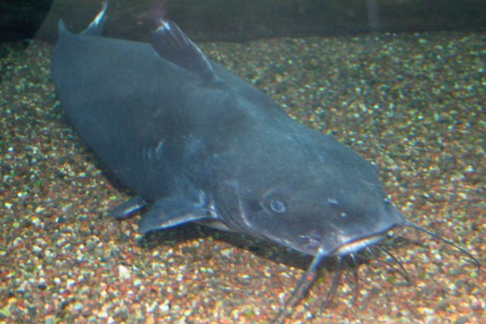 Local weather Change May Increase Unfold of Invasive Catfish in Bay