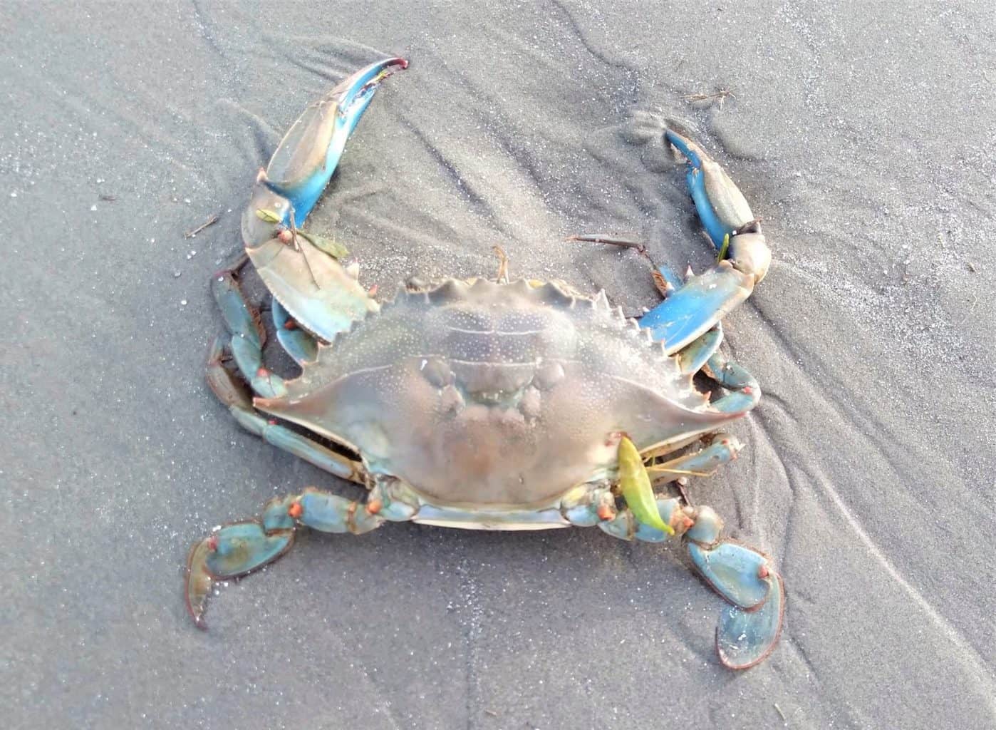 1st Chesapeake Blue Crab Found on Ireland Coast | Chesapeake Bay Magazine