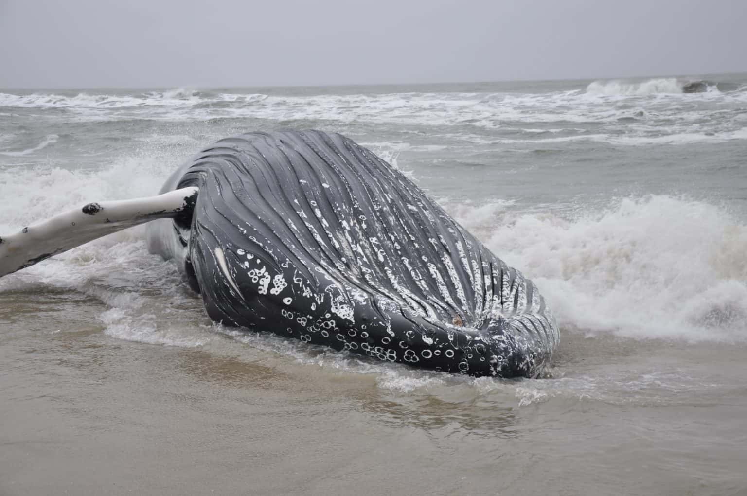 Well-known Humpback Whale Strands and Dies at Assateague Island ...