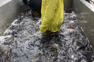 Invasive Fish Pulled from Conowingo Lift Goes to Md. Food Banks