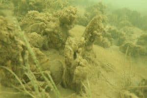 VIDEO: Underwater Cam Compares Restored Oyster Reefs vs. Harvest Areas