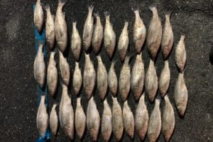 Rockfish Poaching Crackdown: 74 Undersized Stripers Caught on Md.'s Eastern Shore