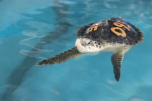 Sea Turtle Rescues Rise; National Aquarium Calls for Federal Funding