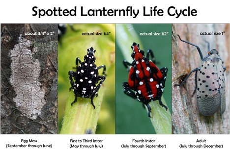 Invasive spotted lanternfly invades Wicomico County, Maryland