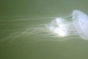 VIDEO: Avoid the Sting with NOAA Sea Nettle Prediction Map