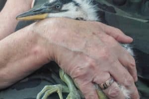 Calling Va. Anglers: Minnows Needed for Rescued Herons, Egrets