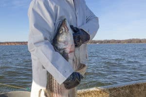 Rockfish Catches Down 28% Since New Limits Imposed