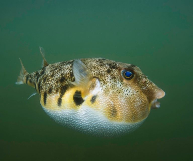 All Puffed Up | Chesapeake Bay Magazine