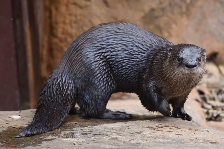 Md. Zoo Otters to Get COVID Vaccine; Is Bay Wildlife at Risk ...