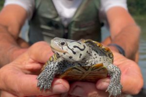 New Device to Keep Terrapins from Drowning in Crab Traps