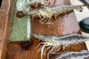 Shrimp Fishery Grows in Elizabeth Rivershed