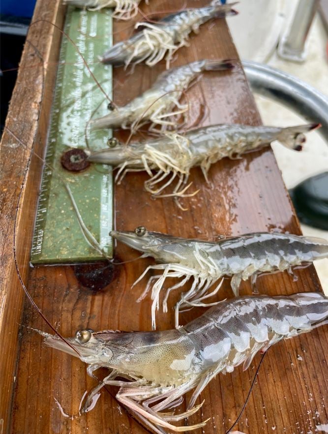 Shrimp Fishery Grows in Elizabeth Rivershed