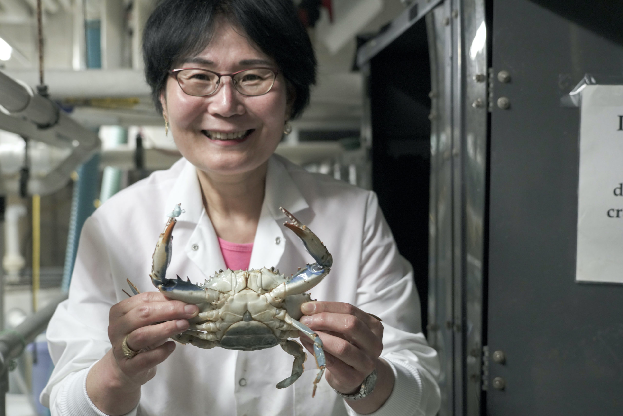 Md. Scientists Crack Blue Crab's Genetic Code