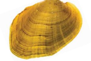 Va. Freshwater Mussel Among 23 Species Declared Extinct
