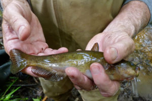 Chemical-Laced Fish: Md. Issues Unprecedented Advisory for Creek