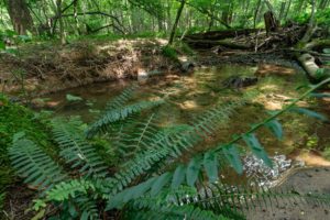 $34 Million, 7 Miles of Stream Restoration to Benefit Anacostia