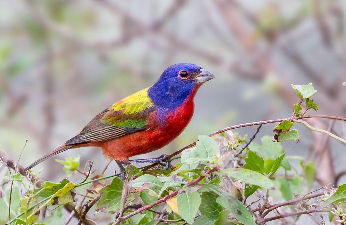 A Year of Rare Birds Thrills Md. Birdwatchers