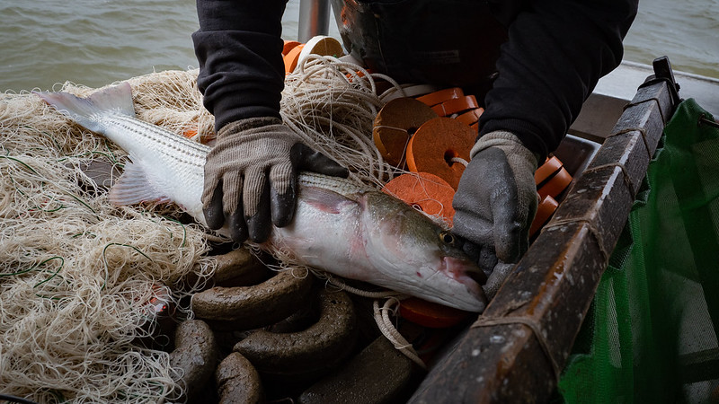 Fishery Managers Set Deadline on Rockfish Rebuild