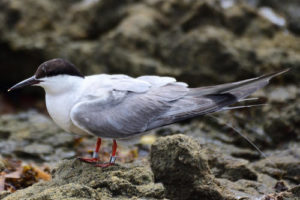 Poplar Island Tern Tracked All the Way to Aruba