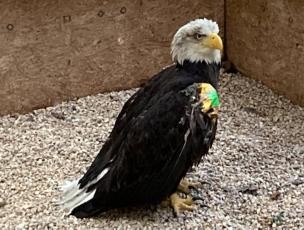 Rescued ESVA Bald Eagle Receives Feather Transplant